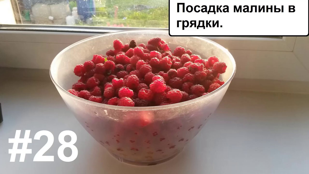 Машинная сборка малины
