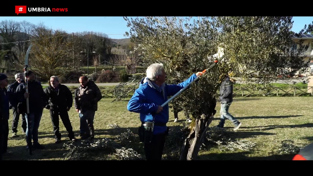 Tecniche avanzate per potare l’ulivo con Giorgio Pannelli // Molini Popolari Riuniti [UMBRIA NEWS]