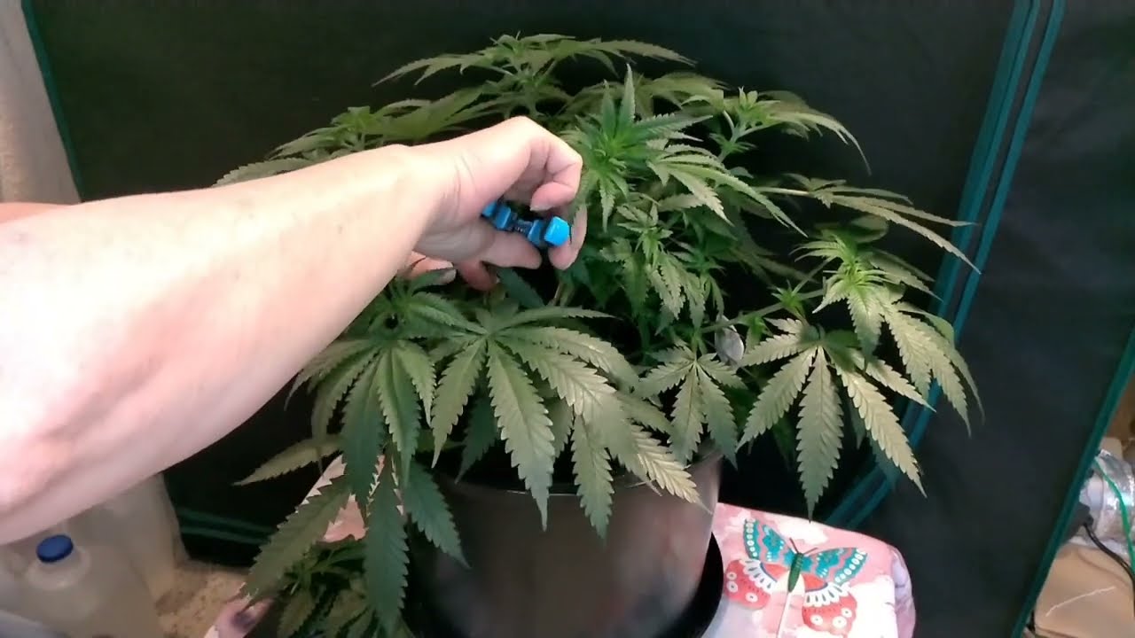 Kay's Strawberry tea canna coco & grow dots update 