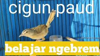 cigun paud belajar ngebrem