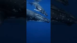 unique facts about blue whales #fyp #shorts #uniquefacts #whale