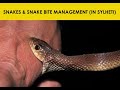 Snakes and snake bite management in sylheti