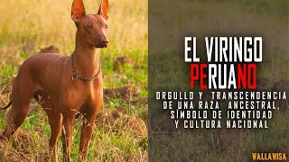 El Viringo El Perro Ancestral De Origen Místico Símbolo Del Perú