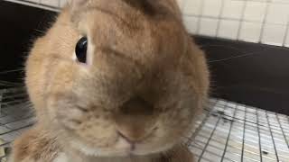 【大阪店】ホテル宿泊中のうさぎさん達🐰2024.4.28 by ラビットルルホテルちゃんねる 209 views 11 days ago 1 minute, 28 seconds