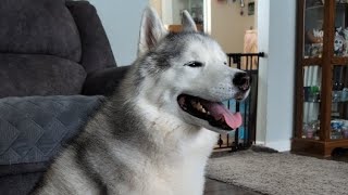 LIVE hangout with the Siberian Huskies of Snow Dogs Vlogs