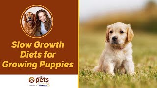 Http://healthypets.mercola.com/ dr. karen becker, a proactive and
integrative wellness veterinarian discusses slow growth diets for
growing puppies. subscrib...