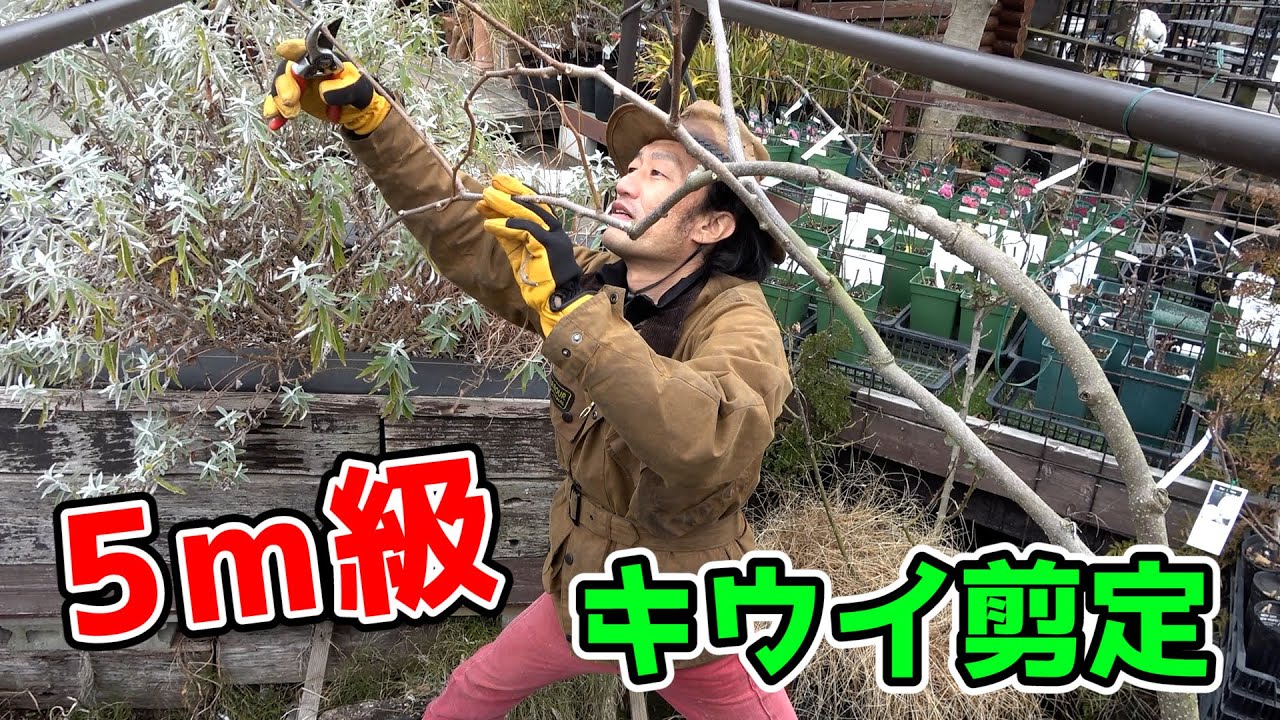 【キウイの剪定】大きくなり過ぎた