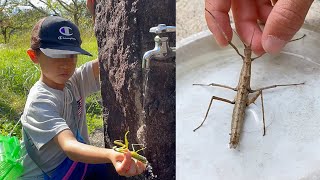 寄生虫のハリガネムシを探そう