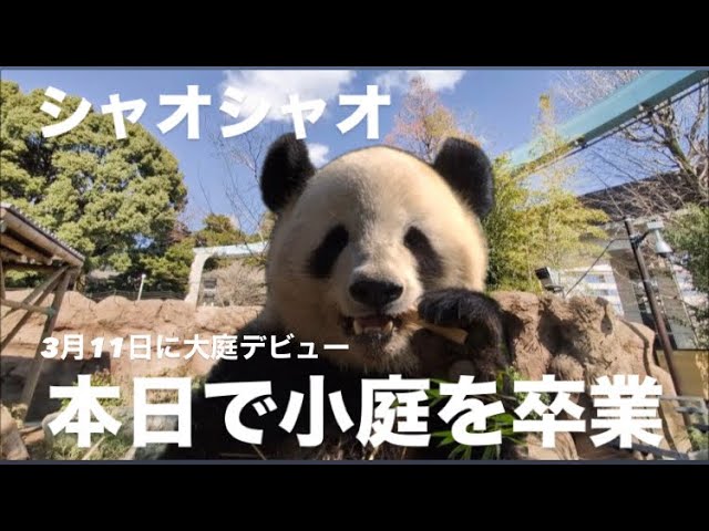 シャオくんとレイちゃんに「雪」のプレゼント 2025.03.19【レイレイ