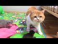 Daddy cat first meets his kittens