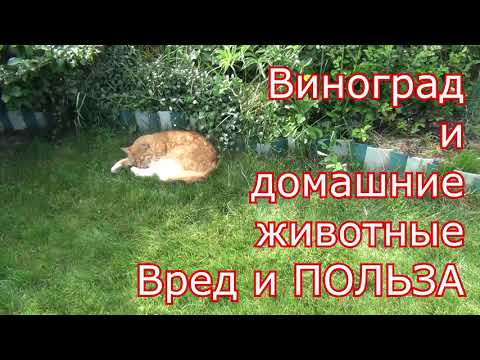 Виноград и домашние животные. Вред и ПОЛЬЗА
