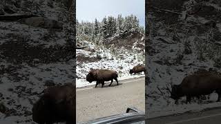 Roaming bison Yellowstone National Park