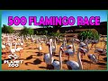 500 Flamingo Race...UTTER CHAOS! | Planet Zoo