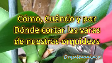 ¿Dónde se cortan las flores muertas de las orquídeas?