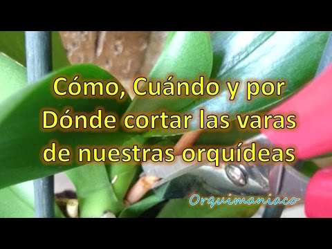 Video: Información de la vara de oro rígida: Cultivando flores de vara de oro rígidas en el jardín