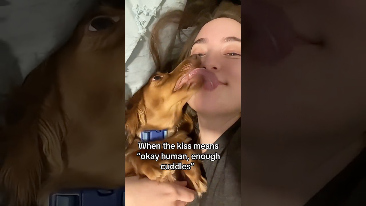 Dachshund kisses me and kicks her front paws 