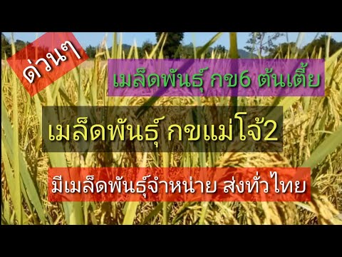 เมล็ดข้าว กข6 ต้นเตี้ย และ กข.  แม่โจ้2 จัดส่งทั่วประเทศ