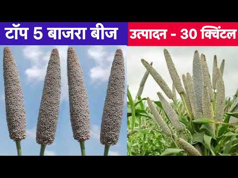 Top 10 seed of millet 30 kuntal , bajra k 10 sabse achhe beej, बाजरा के 10