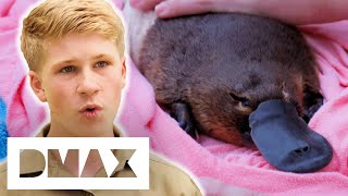 Platypus Finds Himself TRAPPED In A Quarry | Crikey! It's The Irwins