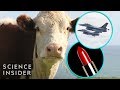 Cattle Byproducts and Their Uses
