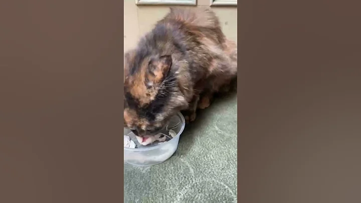 Video 10575791: persiancat catlover meow catlife, persiancat cutecat funnycat, fluffy persian cat playing