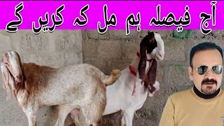 Lal Khan Goat Farm Aj Bakrian To Hn Lakin Mai Nhi 