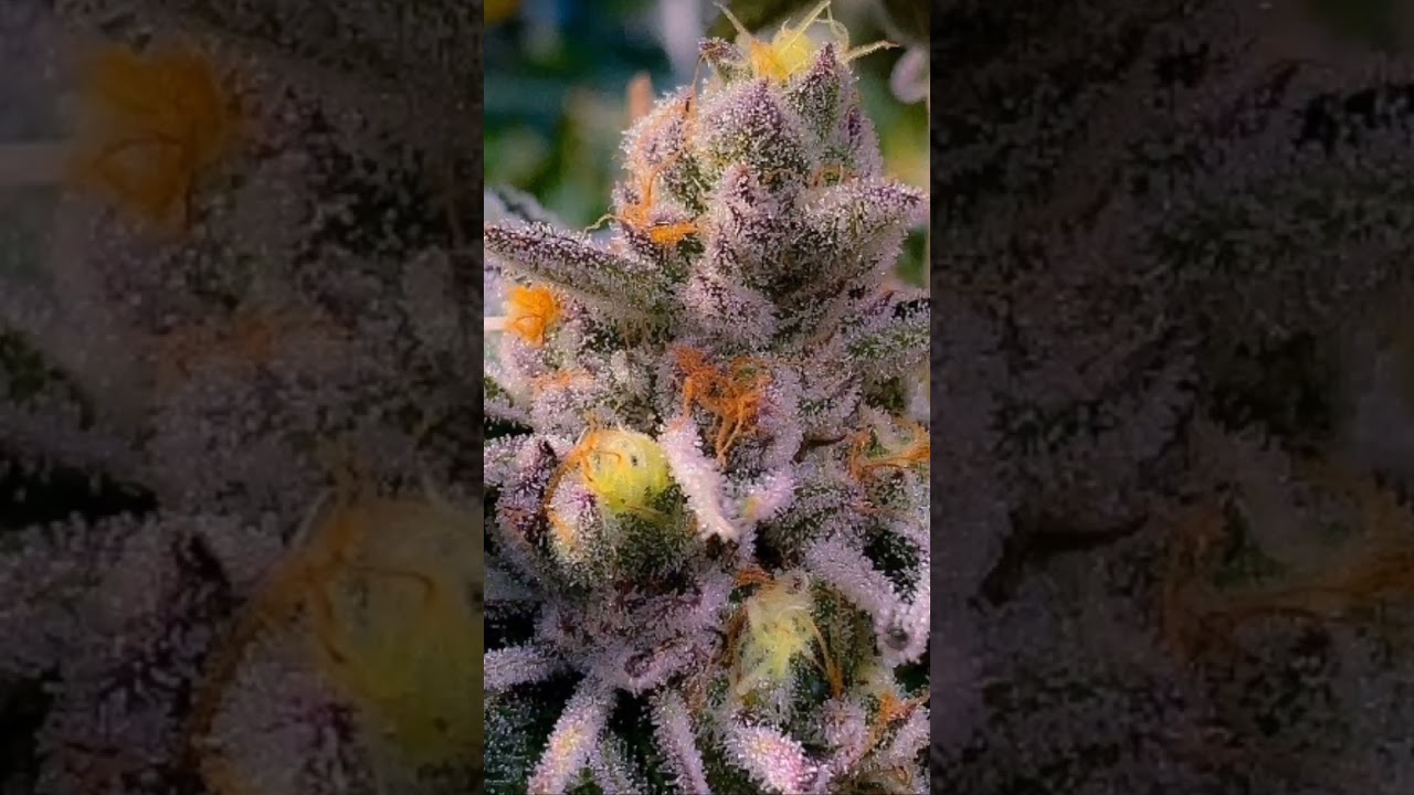 None Chuck's & Bite-E: honies & pot {blūr ¶hønk} 💚