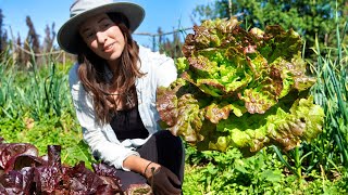 Early Summer Garden Harvest | Pickled Fish + Preserving Eggs