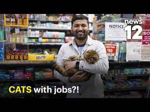 From bodega cats to hotel icons: The secret lives of working cats