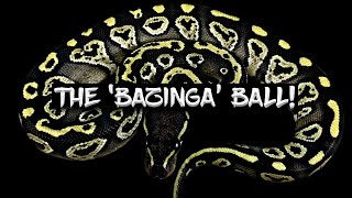 The Amazing 'Bazinga' Ball Python!