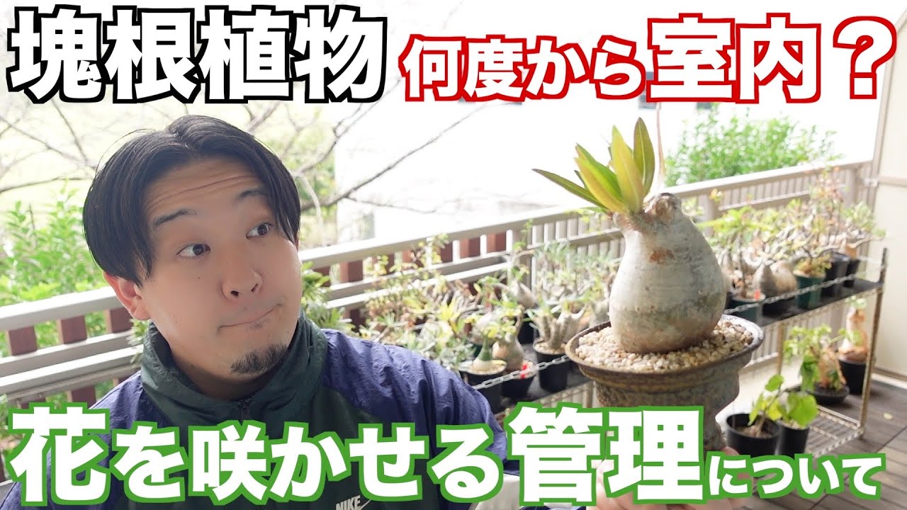 夏型塊根植物を取り込むタイミングと休眠株に育成ライトは必要か？個人的見解