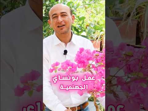 عمل بونساي الجهنمية Bougainvillea Bonsai بونساي Bonsai الجهنمية Bougainvillea 