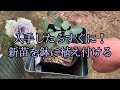 お迎えしたらすぐに！新苗を6号鉢に植え付ける