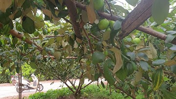 Táo Xuân Lục Ngạn Sai Quả Không Này I Nui Doi Luc Ngan-98