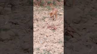 Dog and Monitor Lizard 🦎 fighting #YouTubeShorts , #Viral , #Trending , #Youtuber , and #Subscribe