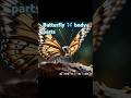 🦋 Why Are Butterfly Bodies Divided into Three Parts? | Amazing Butterfly Facts #shorts
