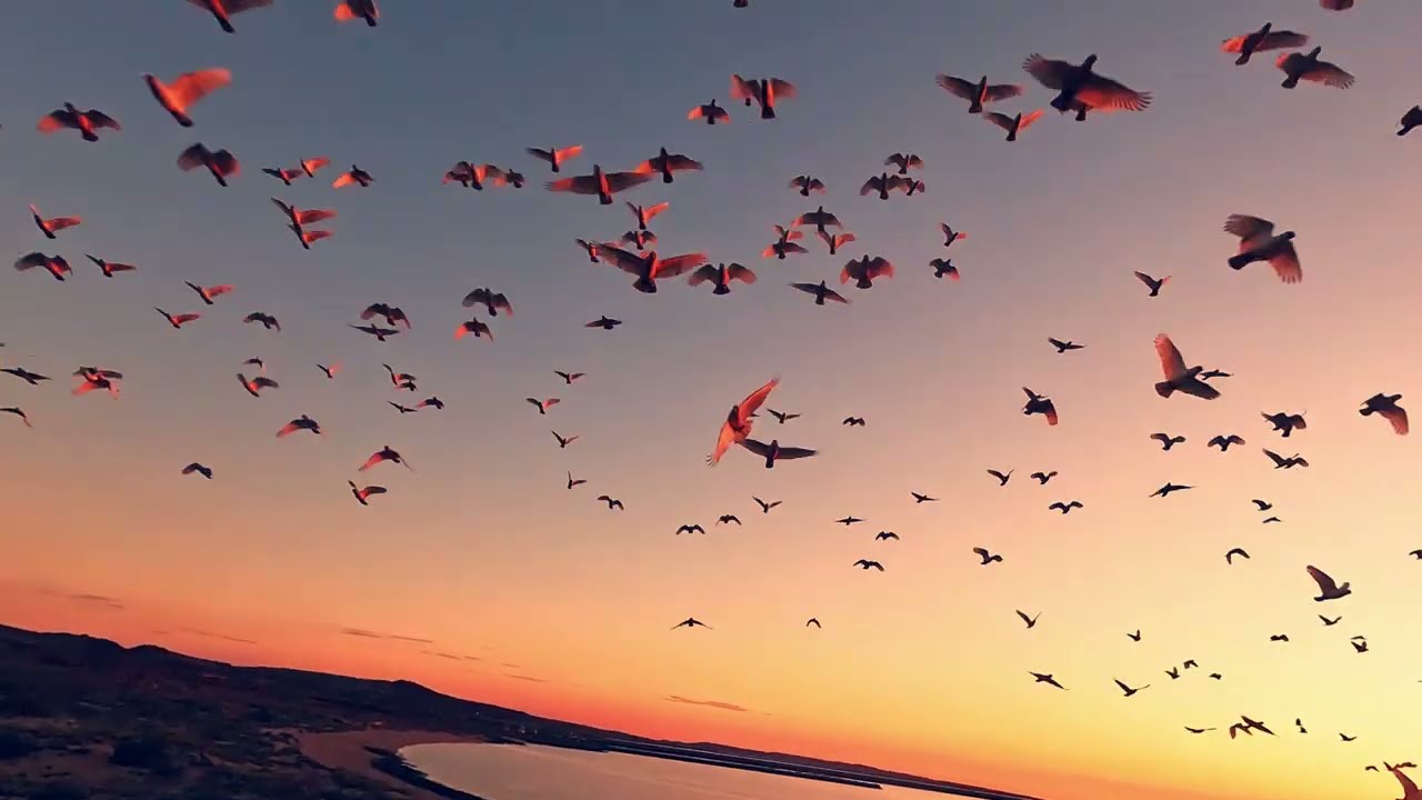 Dampier, Western Australia - FPV Cine