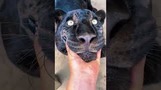Big Cat Chin Scratches & Boops! AMAZING