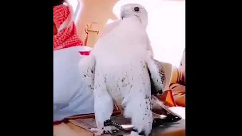 ميحد حمد اريدك يانسيم الصبح ساعه 
