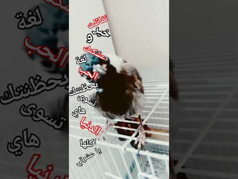 تفائلت خير و عشكتك لغت الحب بحضنتك تسوا هاي الدنيا كلها يا عشرتي