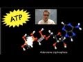 The Power of ATP in Cellular Energy and Life Processes