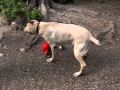 Slomo dogs jumping in water