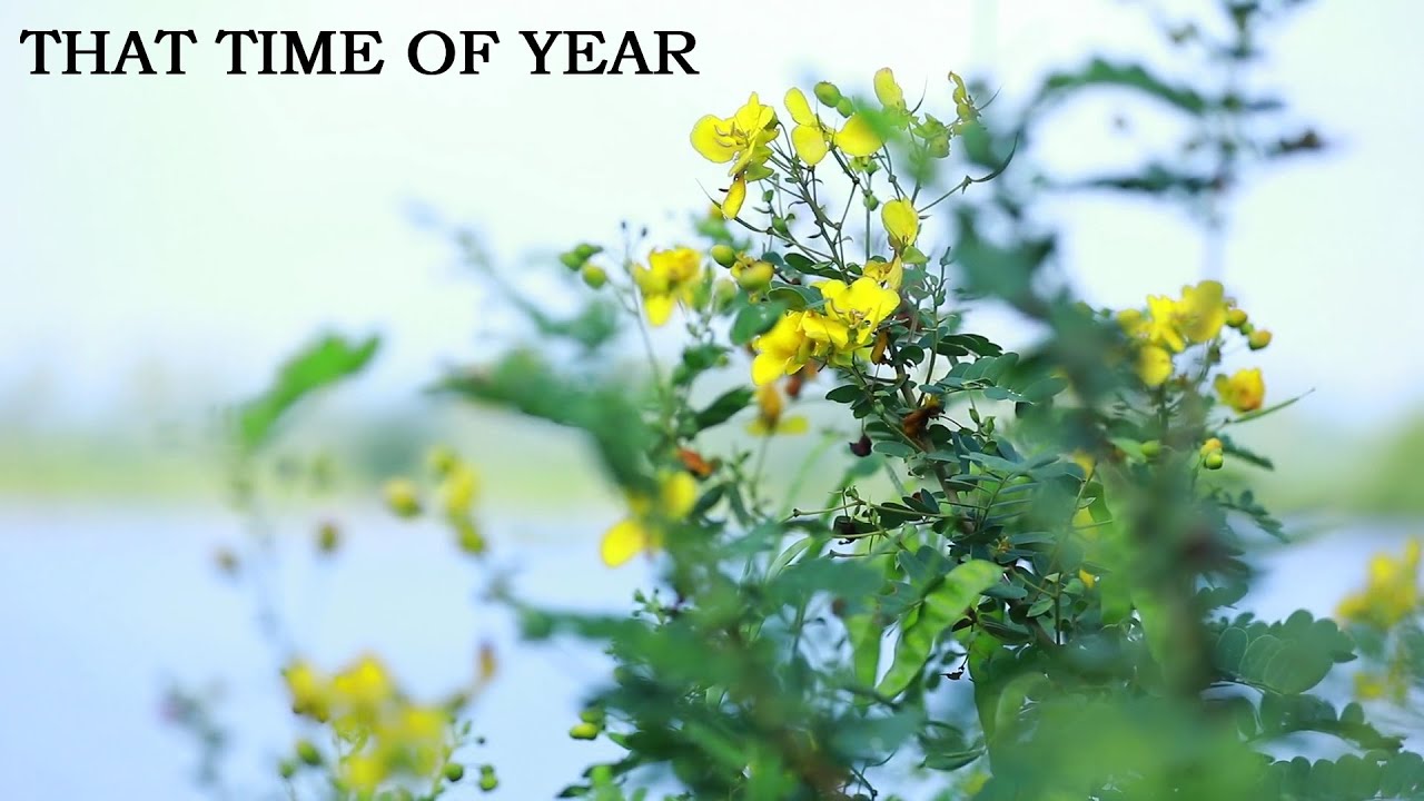 That Time of Year - a video poem by Michael Bedford