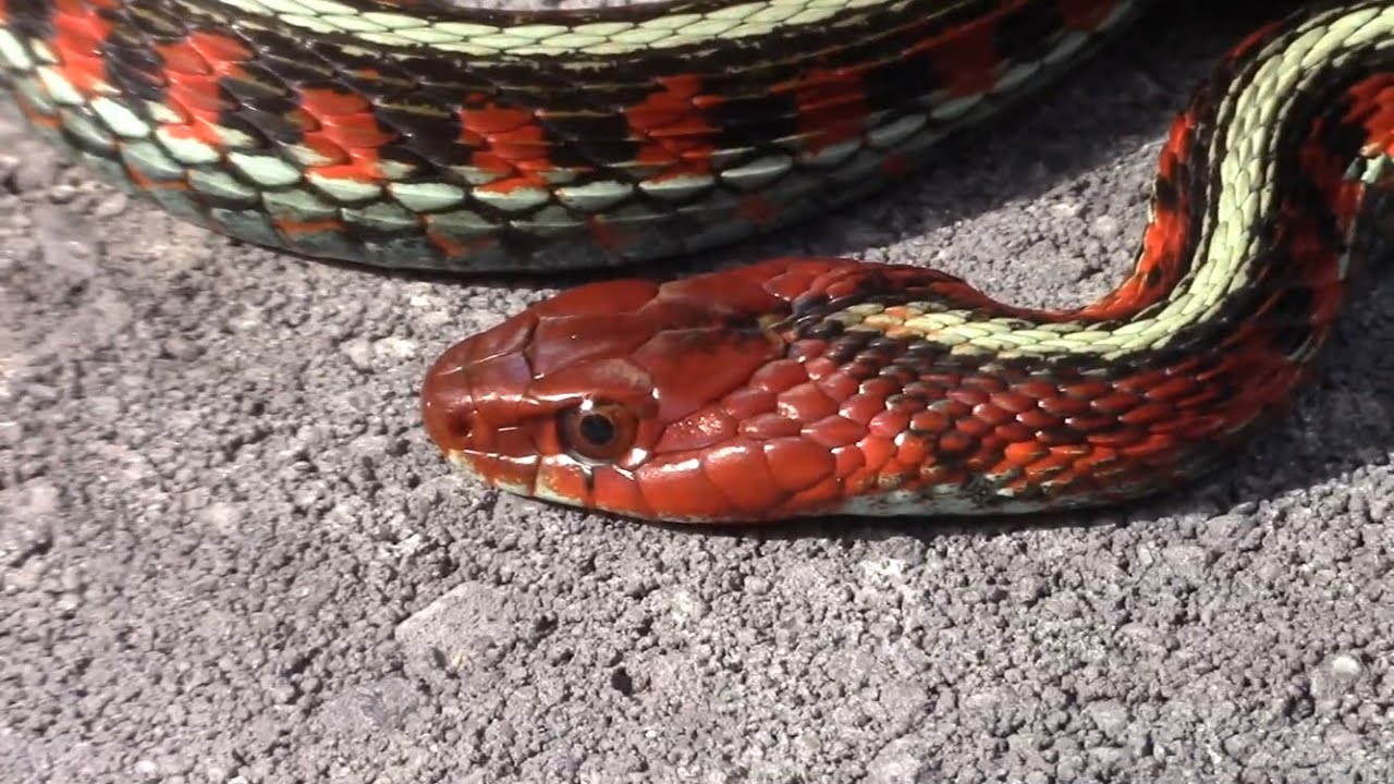Garter Snakes (And Why They’Re The Coolest!)