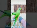 #parrot 🦜🦜🦜🦜#viralvideo #birds #kabutarandekabdetehain #foryou #foryou