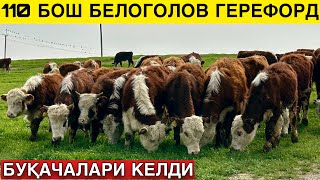 110 бош БЕЛОГОЛОВ ГЕРЕФОРД Буқачаларни Зўрларидан келди