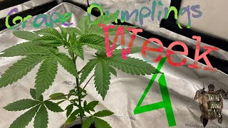 Growing Photoperiod Cannabis (Grape Dumplings) in a closet with Gaia green & Blumats! Week 4!