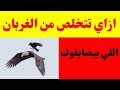ازاي تتخلص من الغربان اللي بيضايقوك