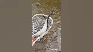 American Shad Fishing Shad Fish Fishing Outdoors Travel Springfishing Canada 