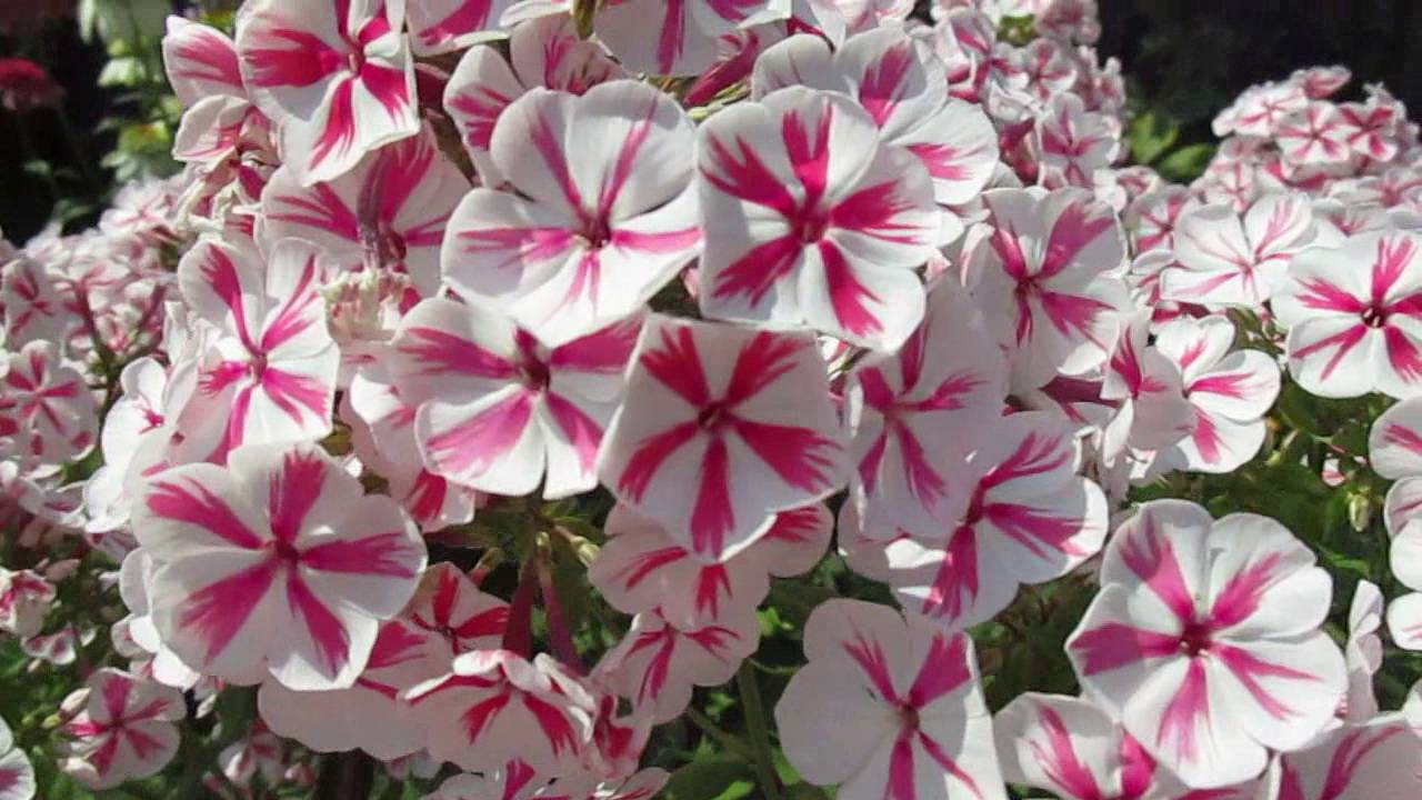 флокс метельчатый твистер фото